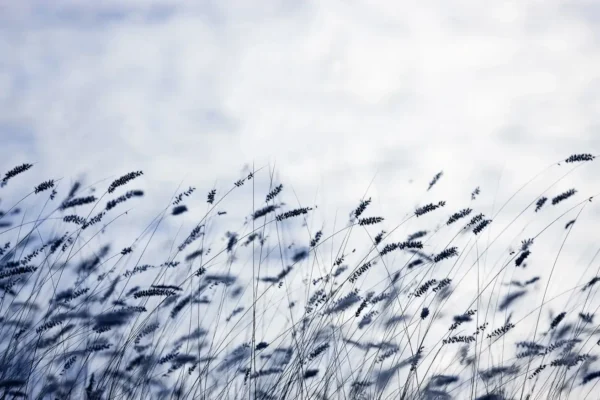 Scandinavian Light - Rebel Walls
