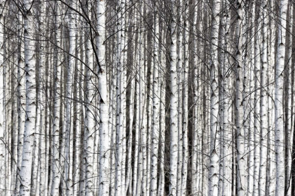 Birch Trunks - Rebel Walls
