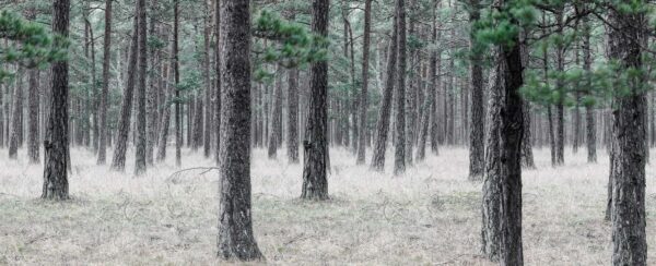 Pine Forest - Rebel Walls