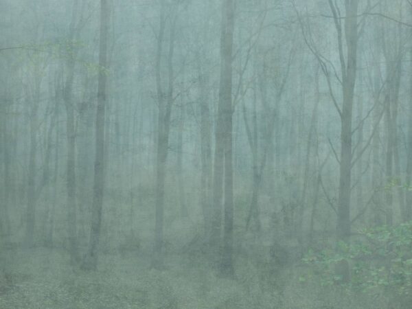 Skog Forest Green - Sandberg