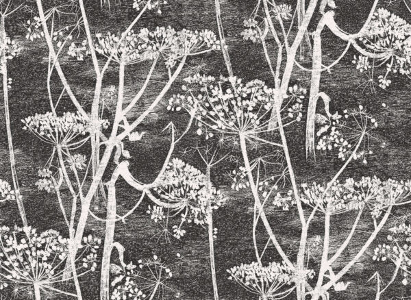 Cow Parsley - Cole & Son