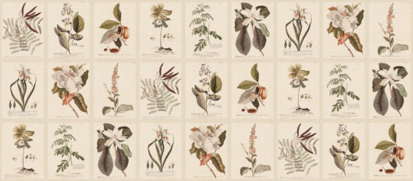 Flora, Sepia - Sandberg